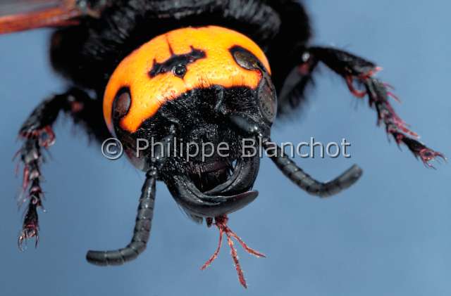 Megascolia maculata.JPG - in "Portraits d'insectes" ed. SeuilMegascolia maculataScolie des jardins femelleHymenopteraScoliidaeFrance